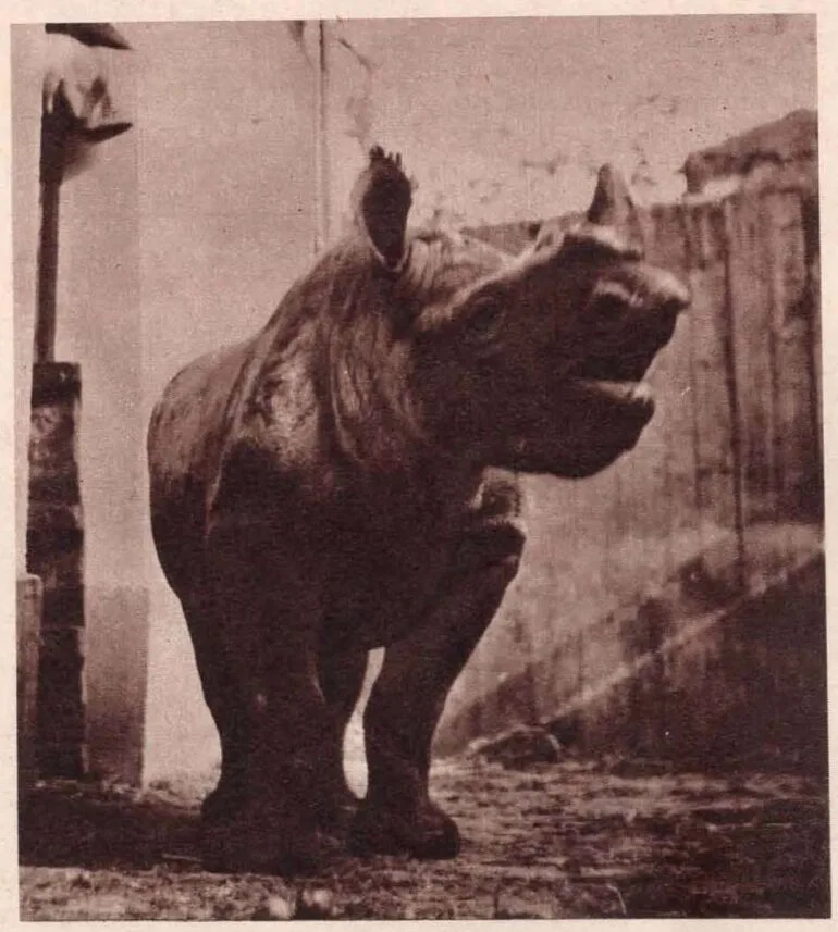 Knie Circus 1960 Daphne