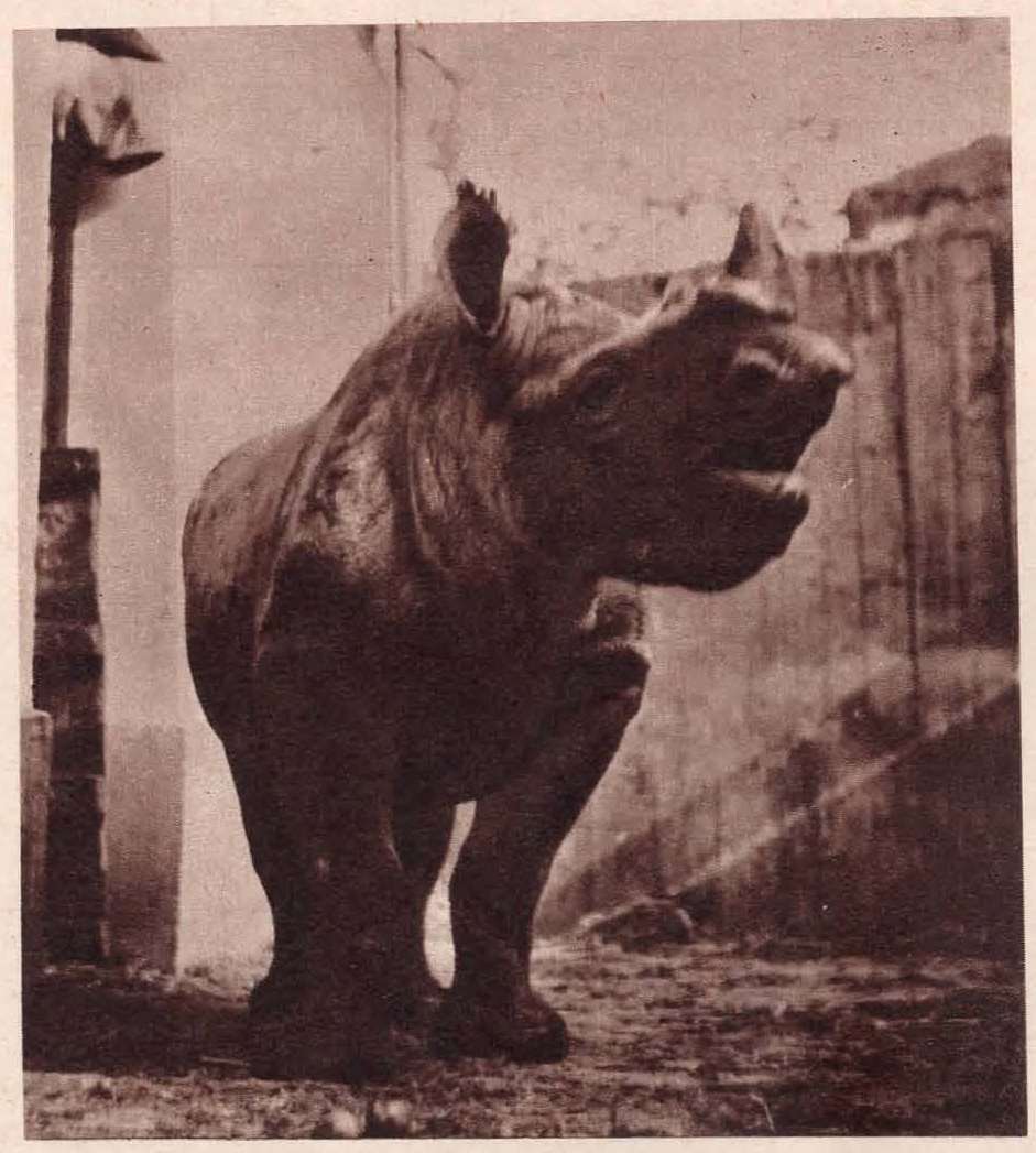 Knie Circus 1960 Daphne