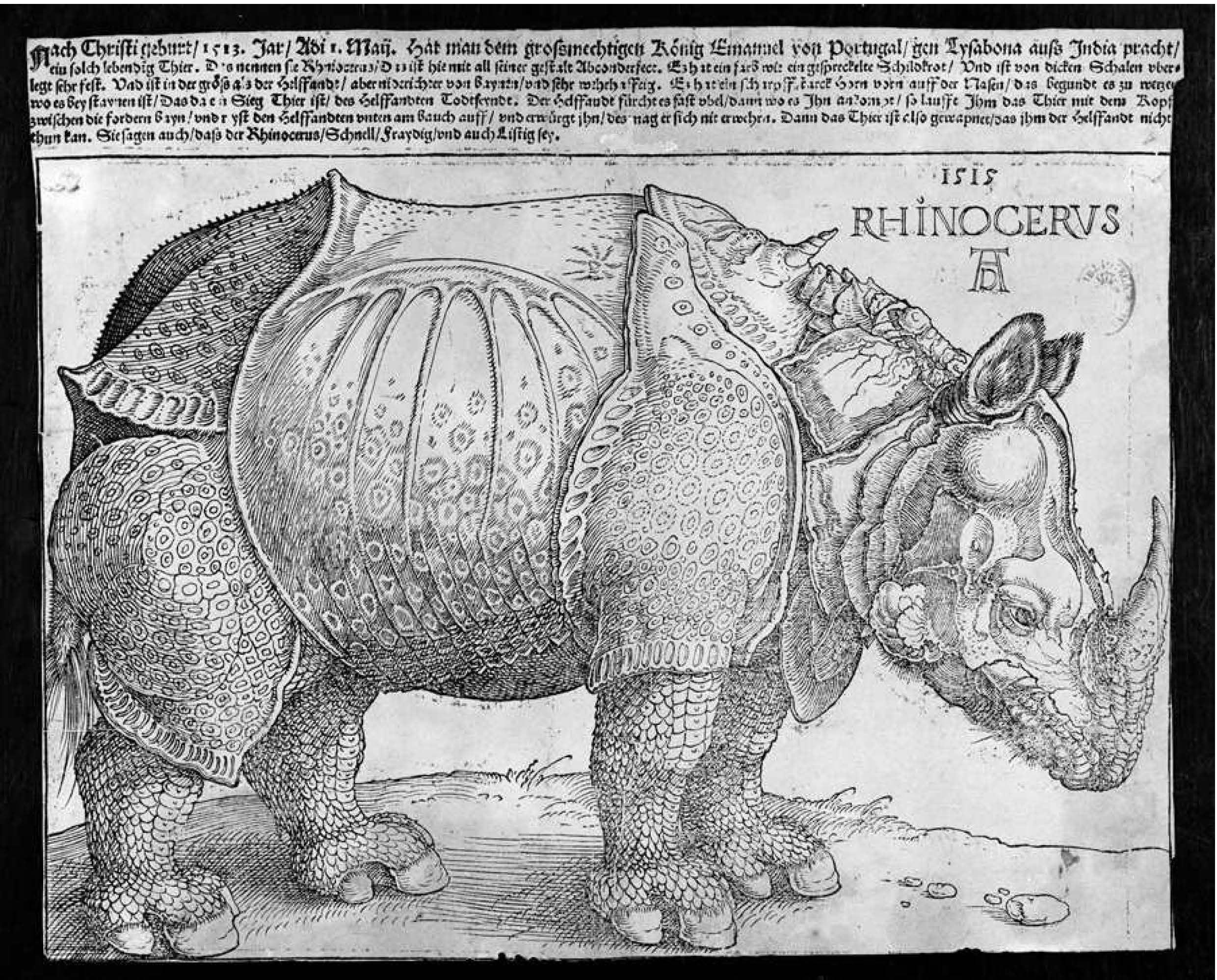 Durer woodcut 1515 3rd state