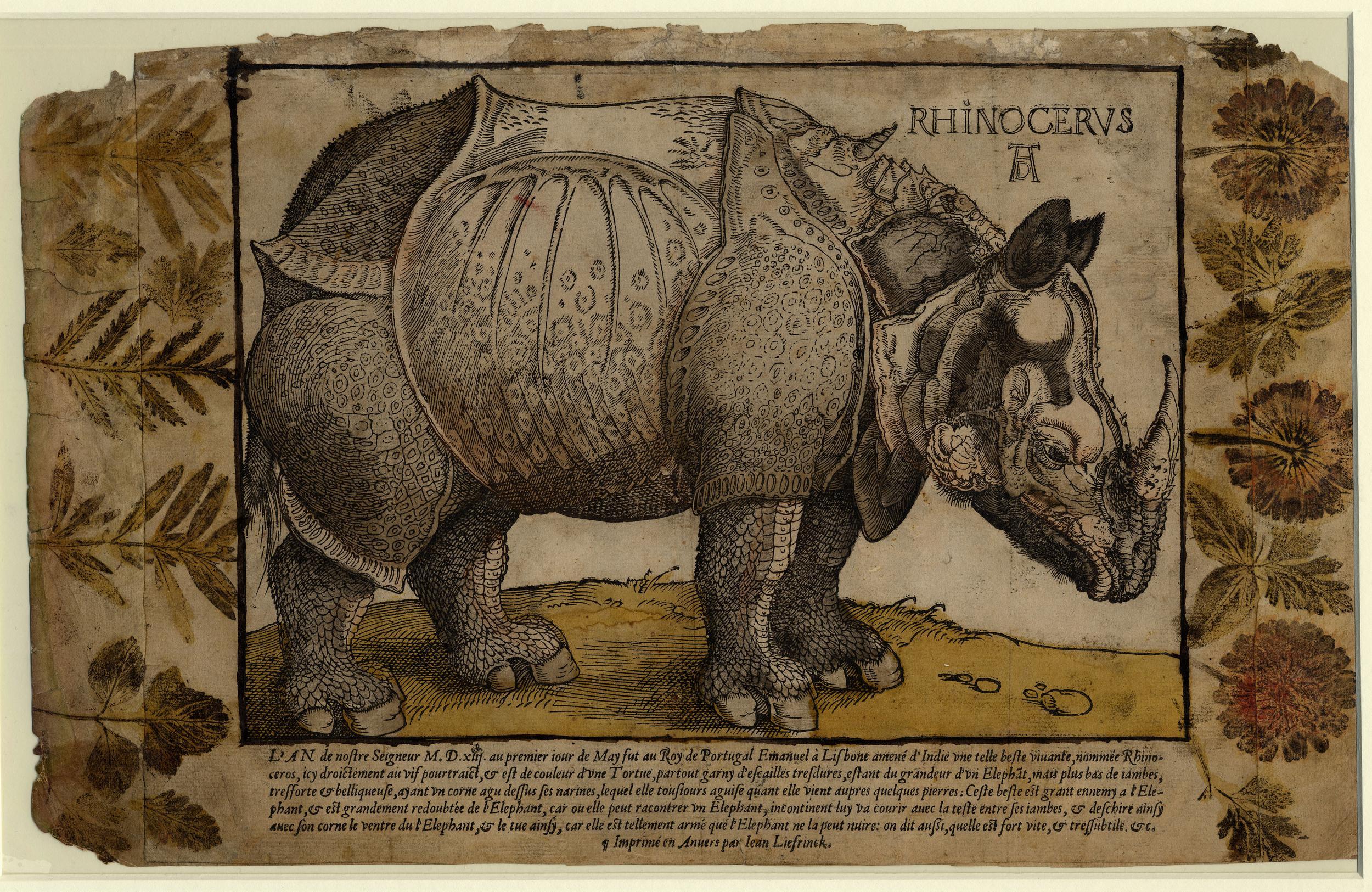 Durer 1515 woodcut version of Liefrinck