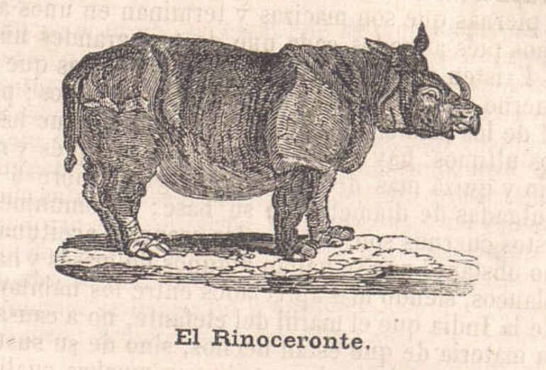 Spanish Buffon for children