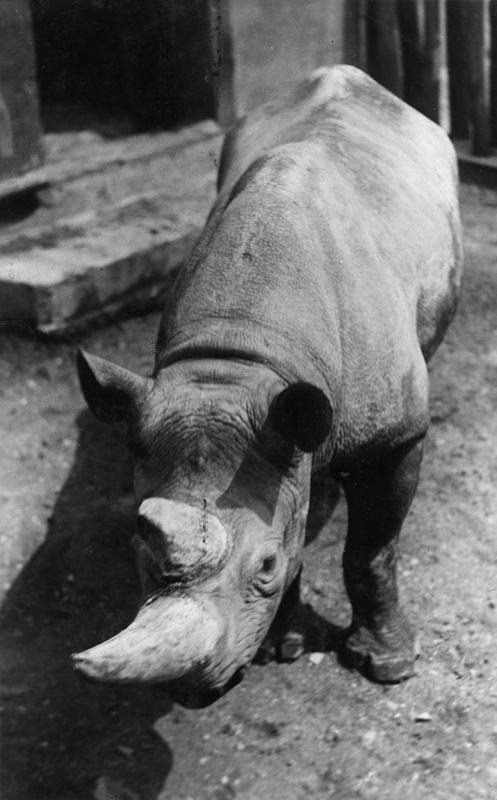 Black rhino Max in Prague