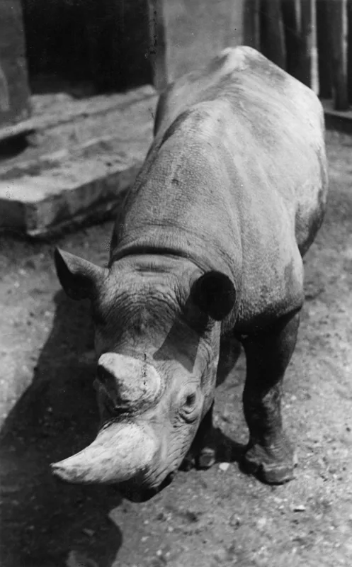 Black rhino Max in Prague
