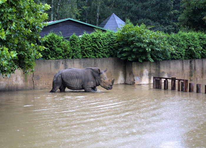 Black rhino in Prague standing in water