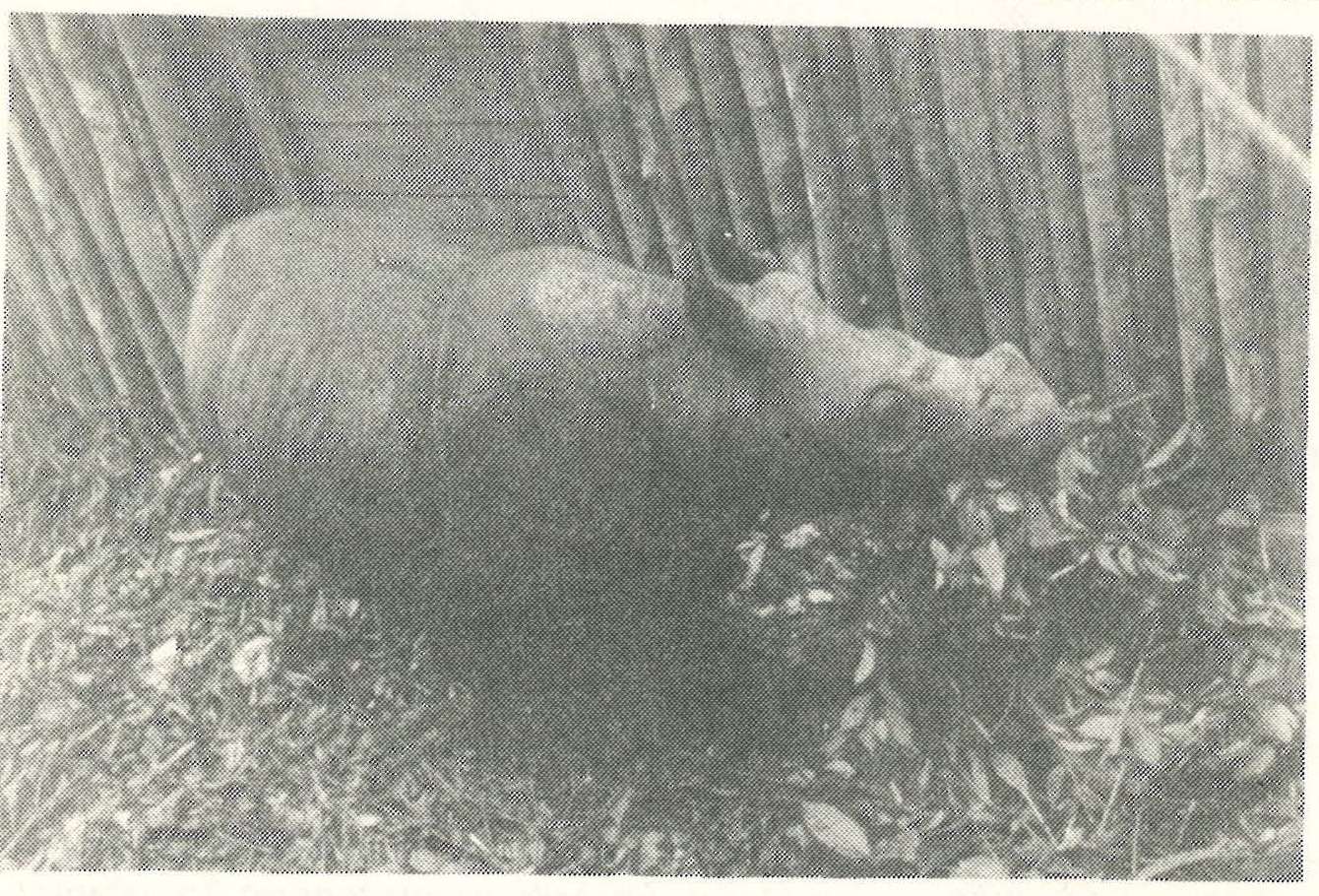 Rhino at Torgamba Base Camp after capture
