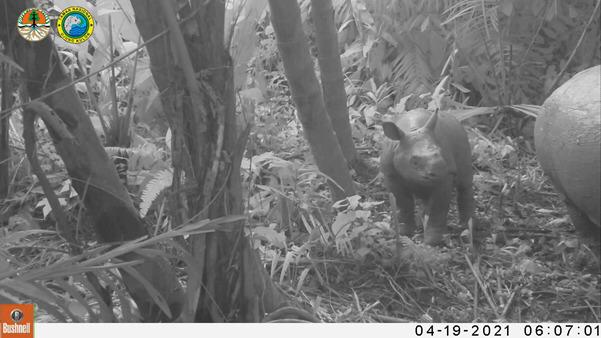 Javan rhino baby 2021