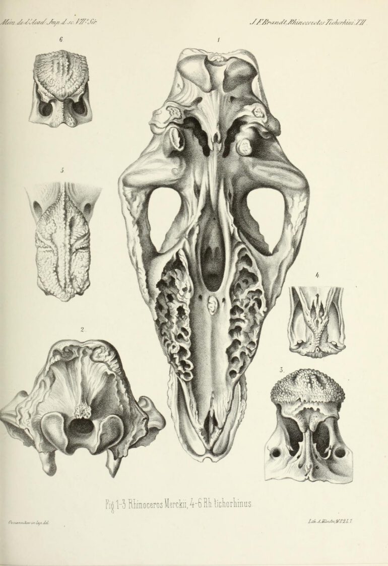 Brandt 1877 Rhinoceros merckii and tichorhinus