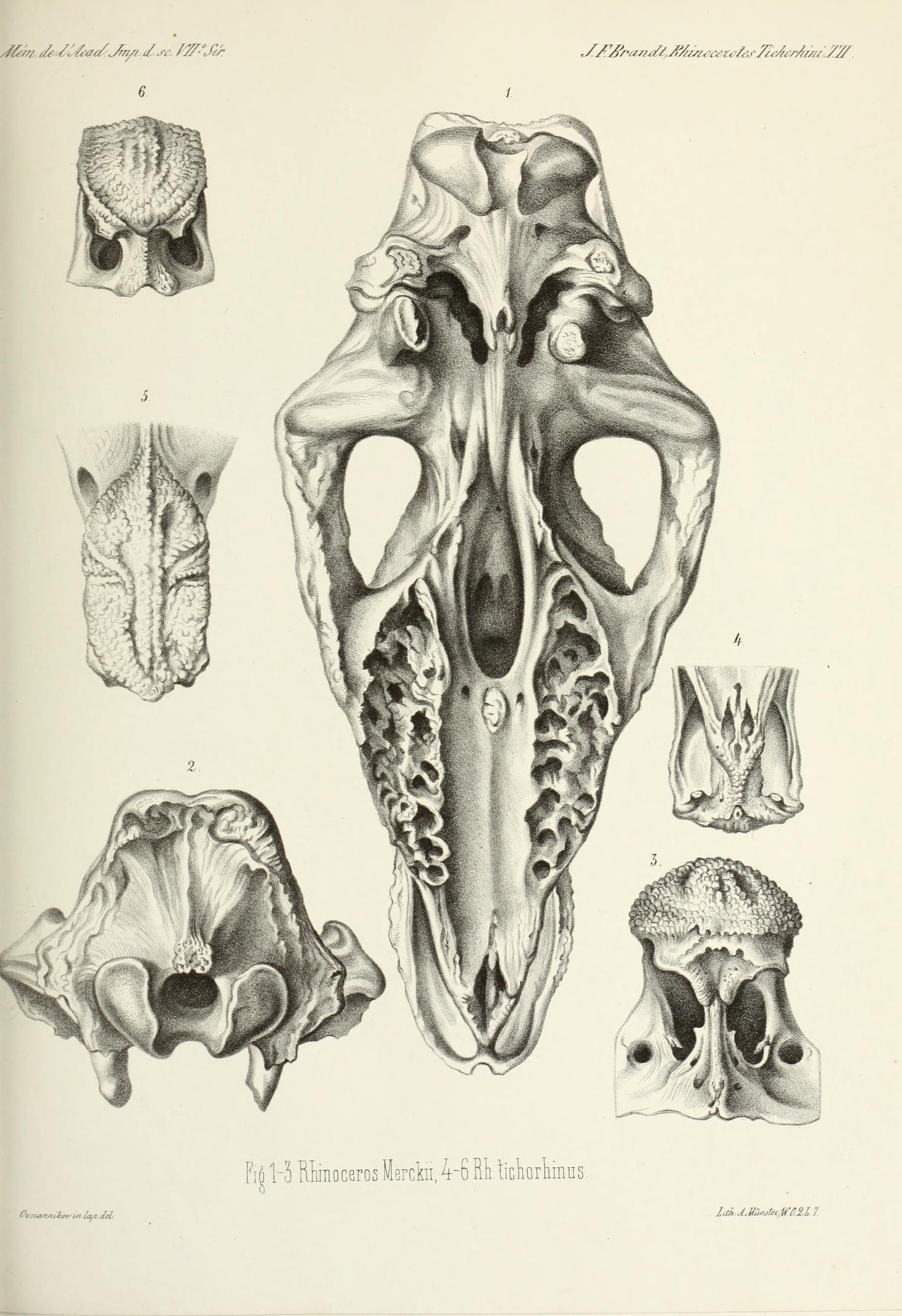 Brandt 1877 Rhinoceros merckii and tichorhinus