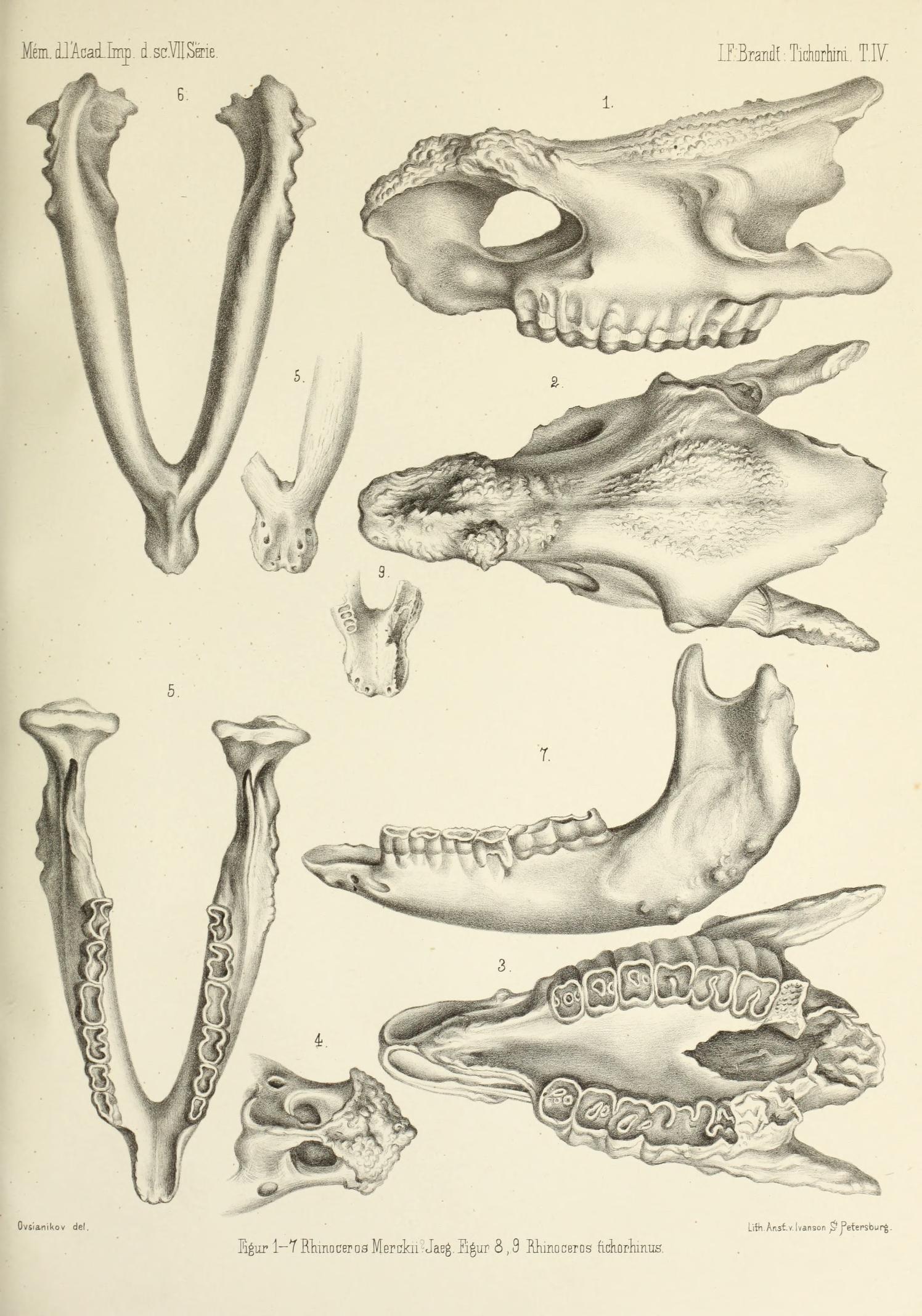Brandt 1877 Rhinoceros merckii and tichorhinus skull