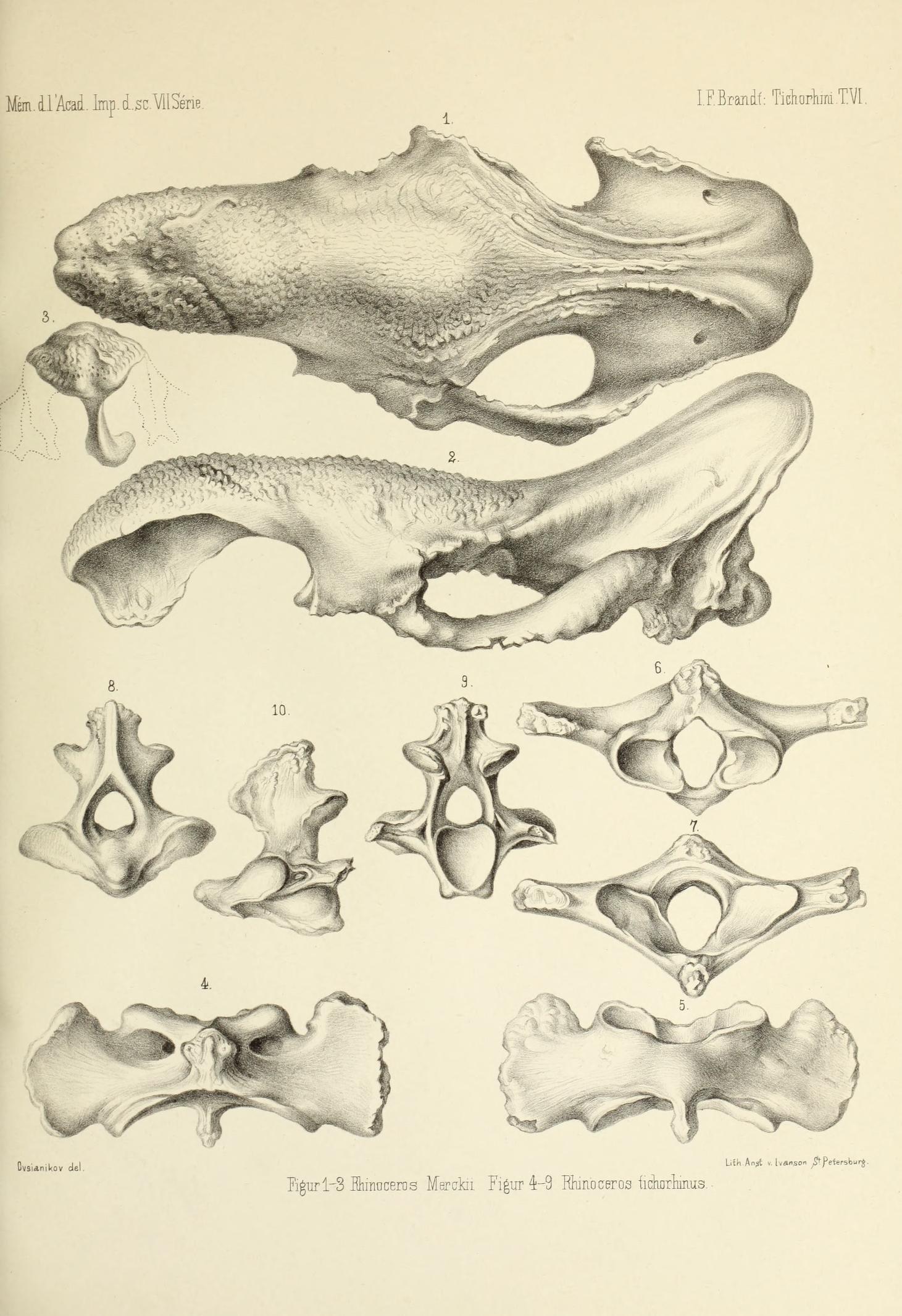 Brandt 1877 Rhinoceros merckii and tichorhinus