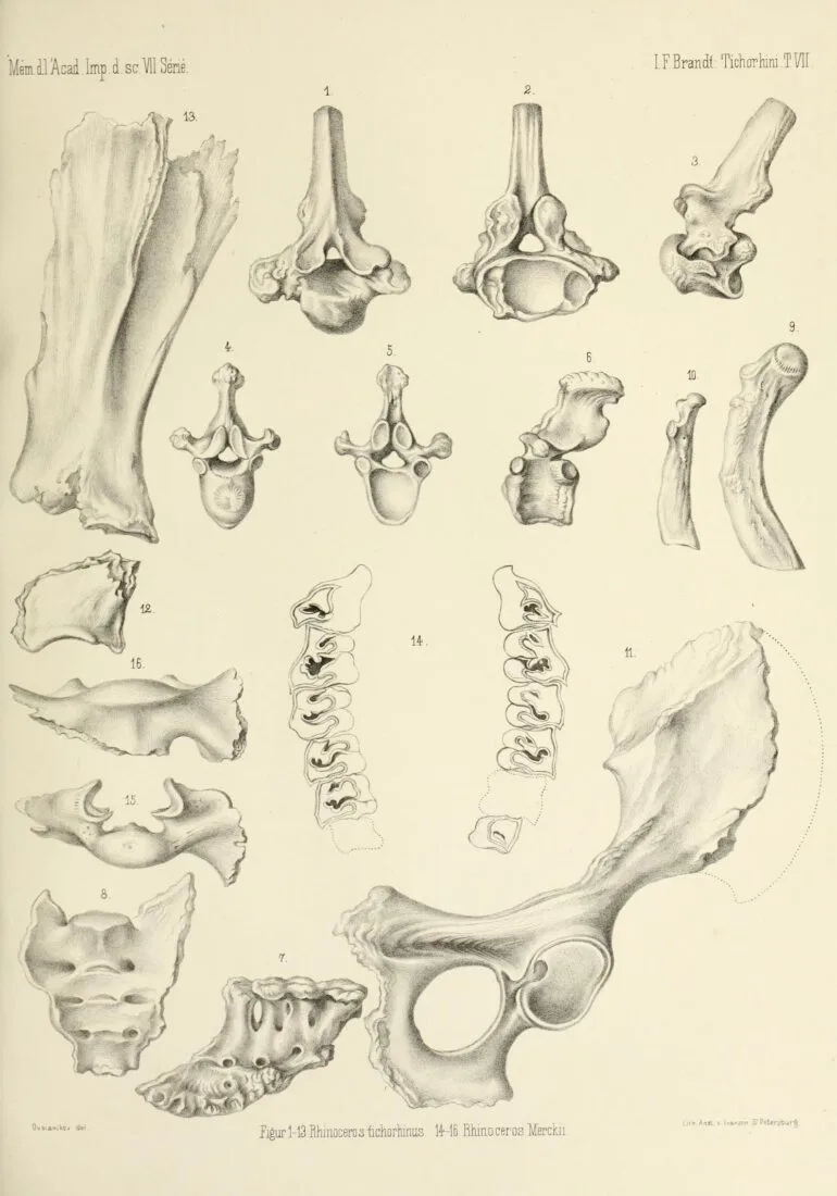 Brandt 1877 Rhinoceros merckii and tichorhinus