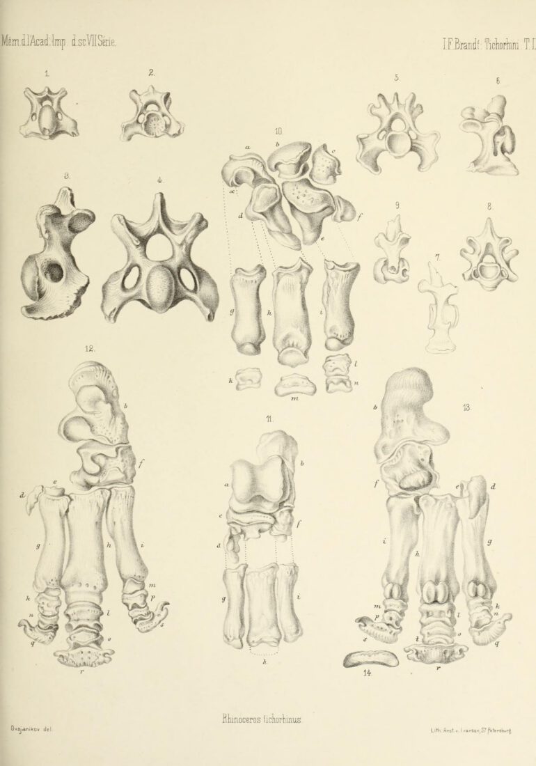 Brandt 1877 Rhinoceros tichorhinus feet bones