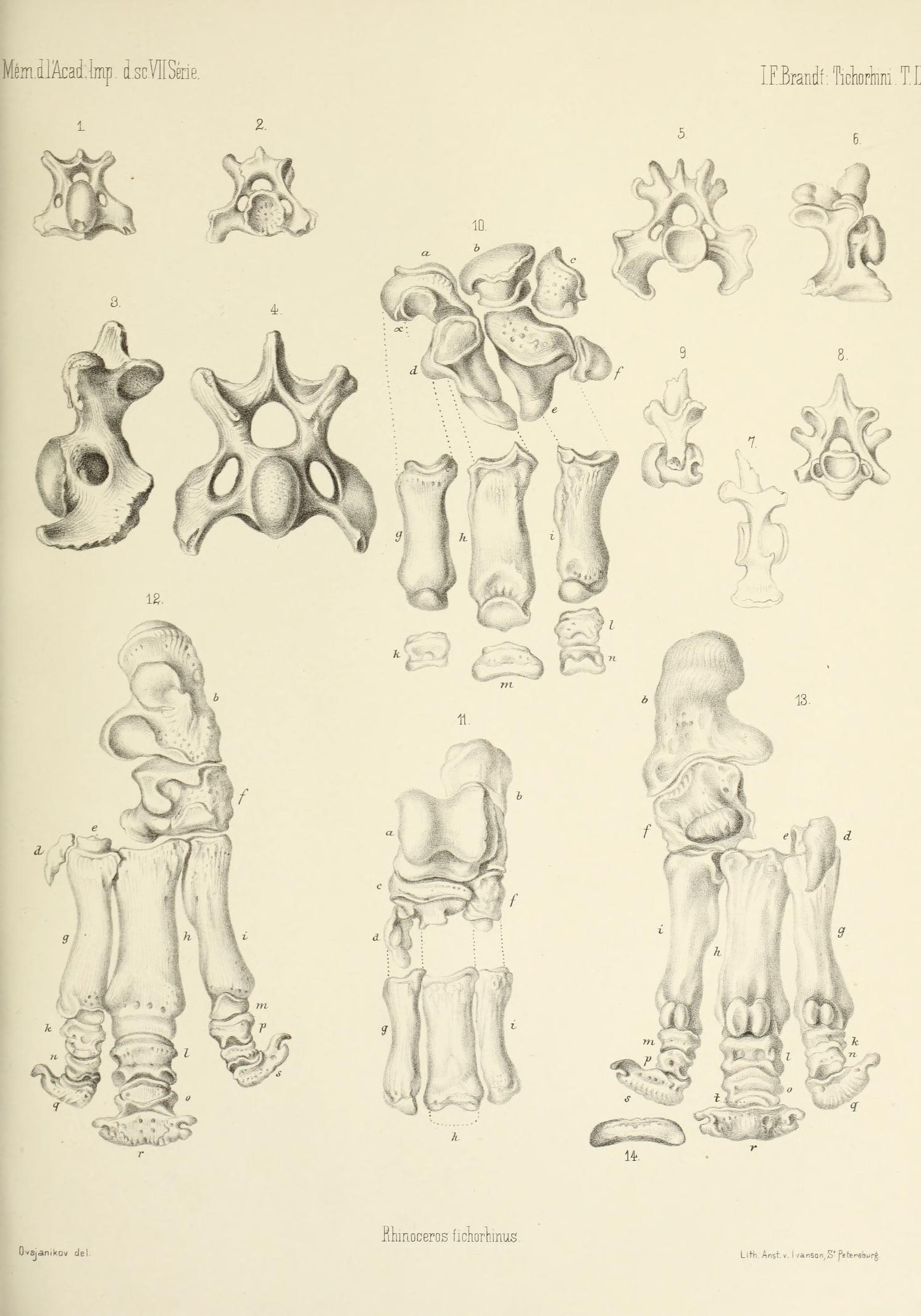 Brandt 1877 Rhinoceros tichorhinus feet bones