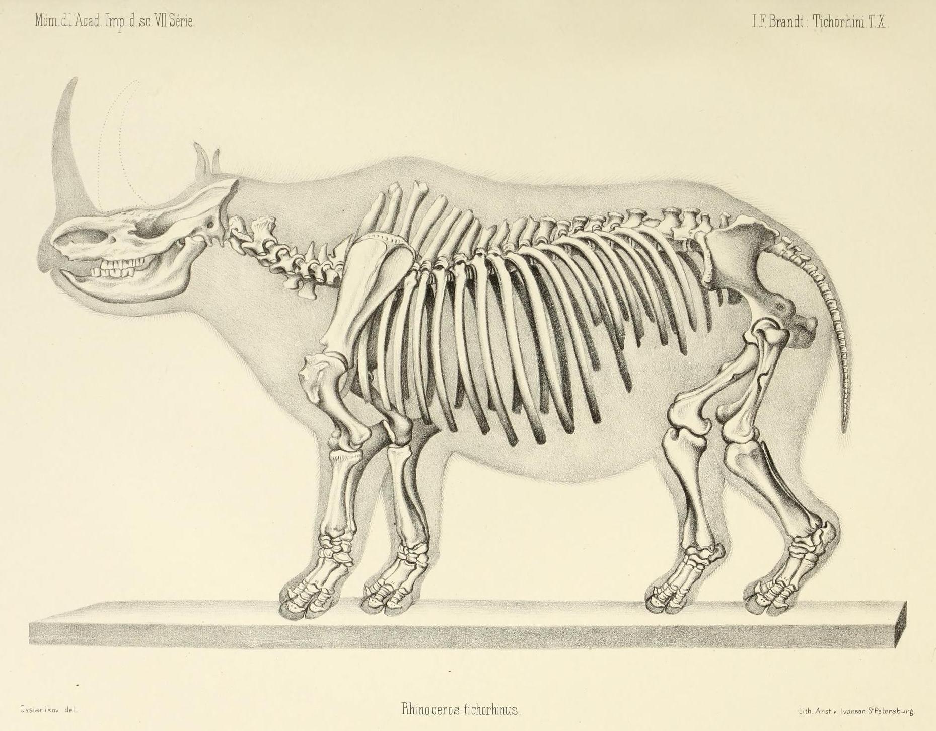 Brandt 1877 Rhinoceros tichorhinus