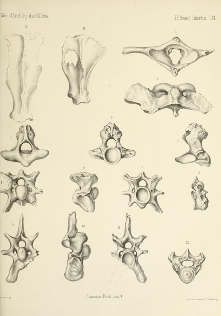 Brandt 1877 Rhinoceros merckii bones