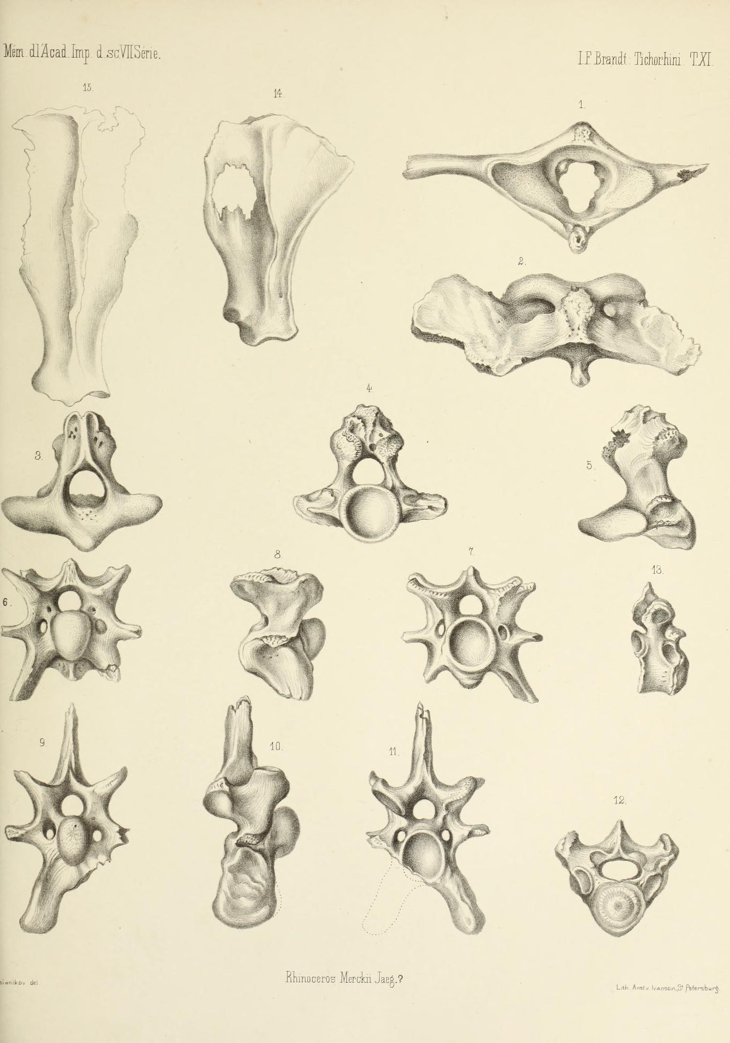 Brandt 1877 Rhinoceros merckii bones