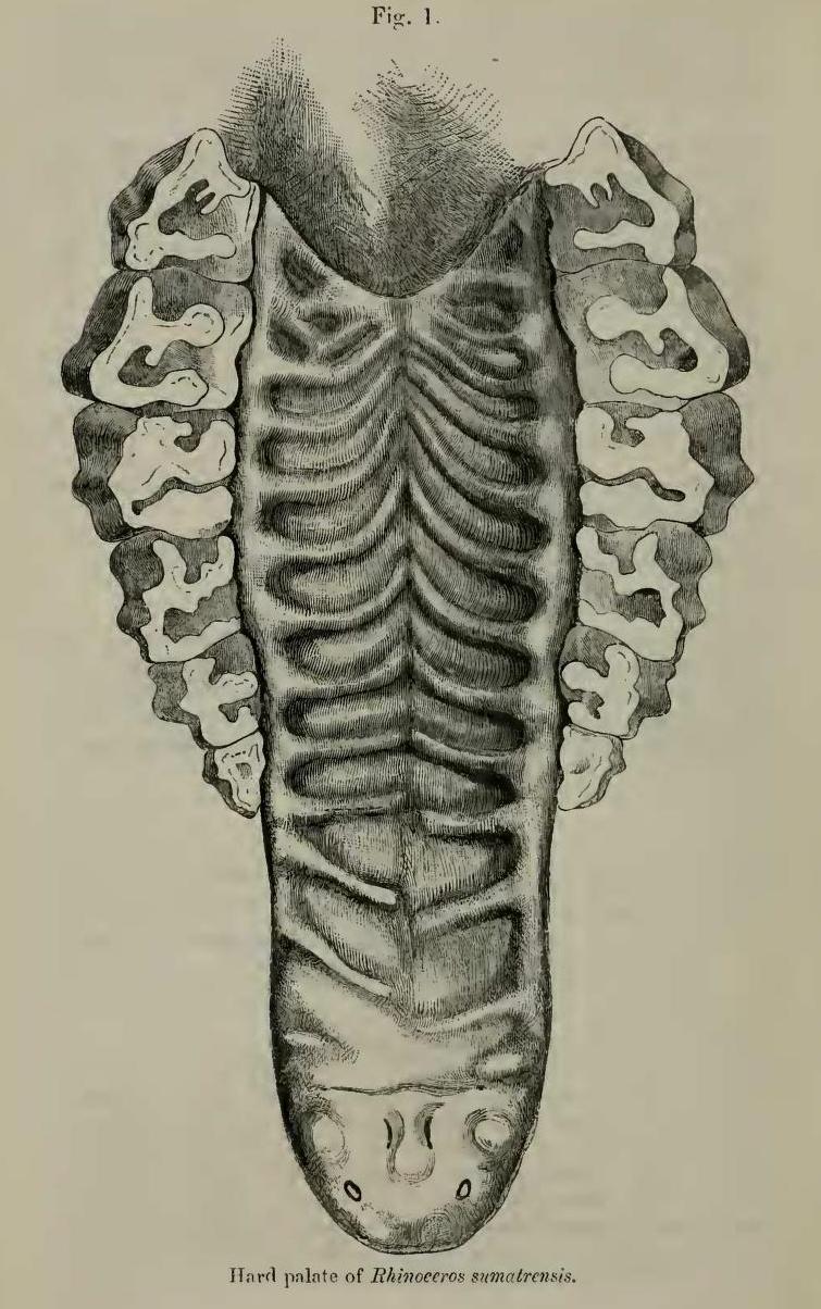 Beddard 1889 sumatrensis palate