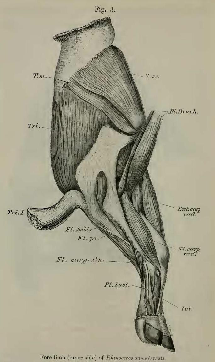 Beddard 1889 sumatrensis forelimb