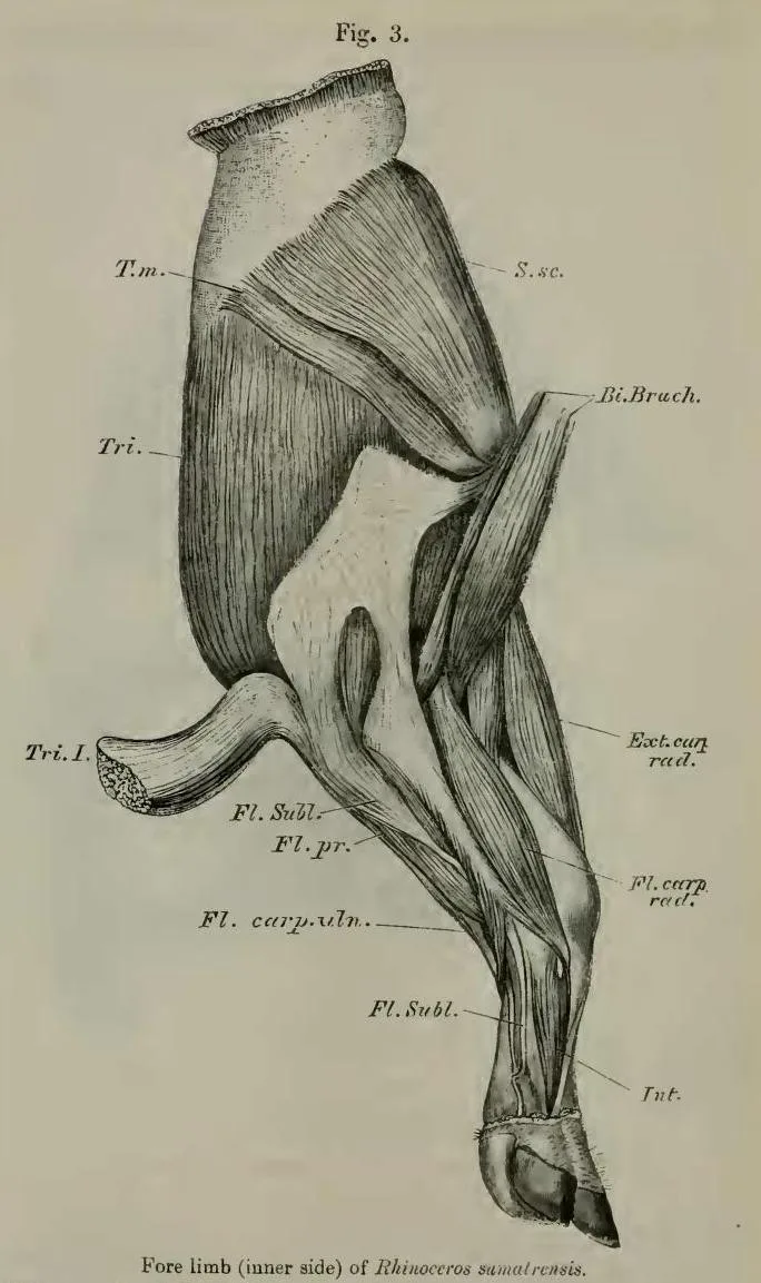 Beddard 1889 sumatrensis forelimb