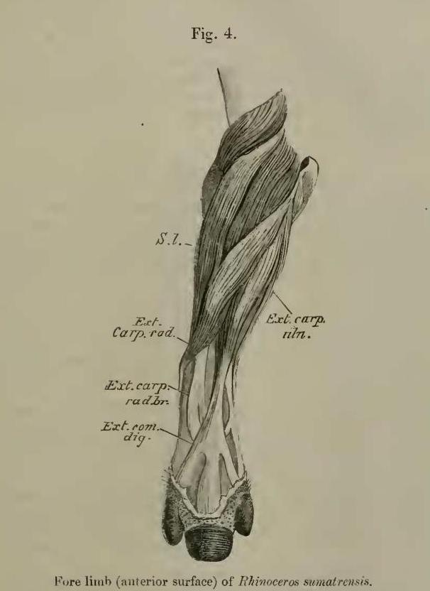 Beddard 1889 sumatrensis forelimb anterior