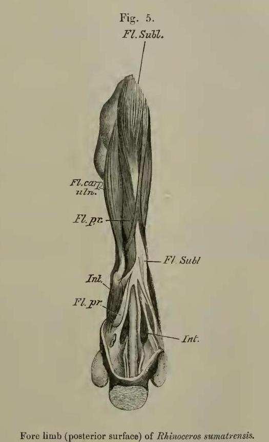 Beddard 1889 sumatrensis forelimb posterior