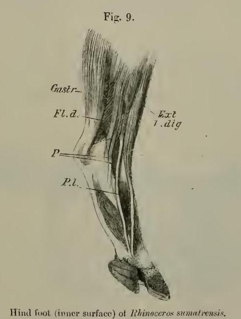 Beddard 1889 sumatrensis hind foot