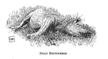 Chanler 1896 dead rhino