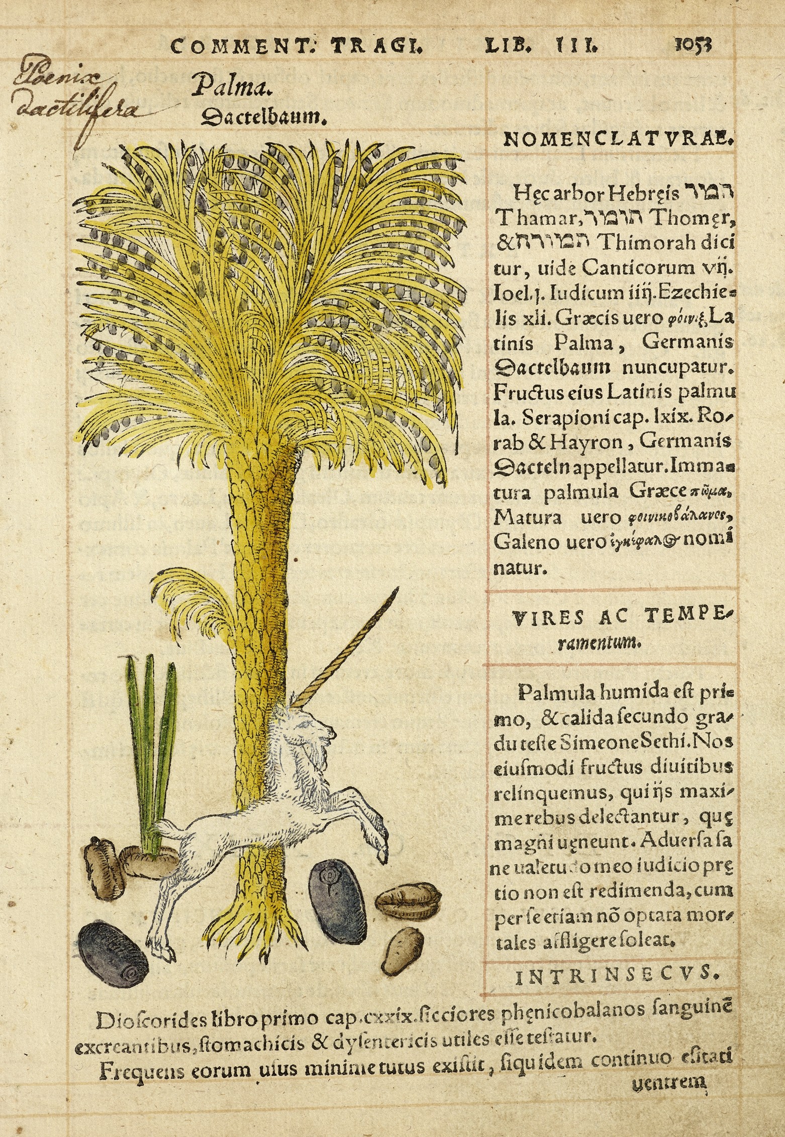 Bock 1552 unicorn