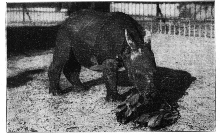 Vincennes 1934 R. unicornis