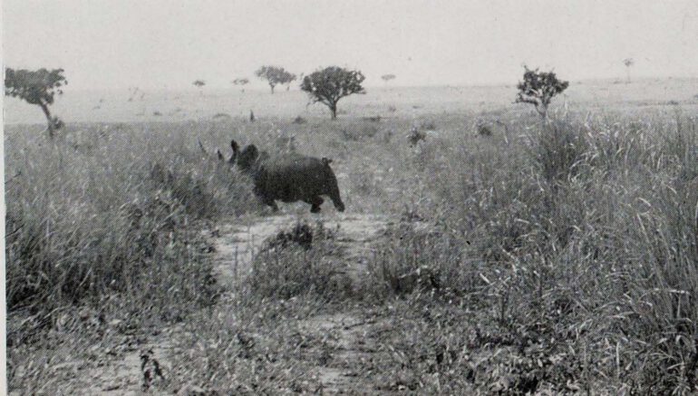 De Saeger 1954 Garamba