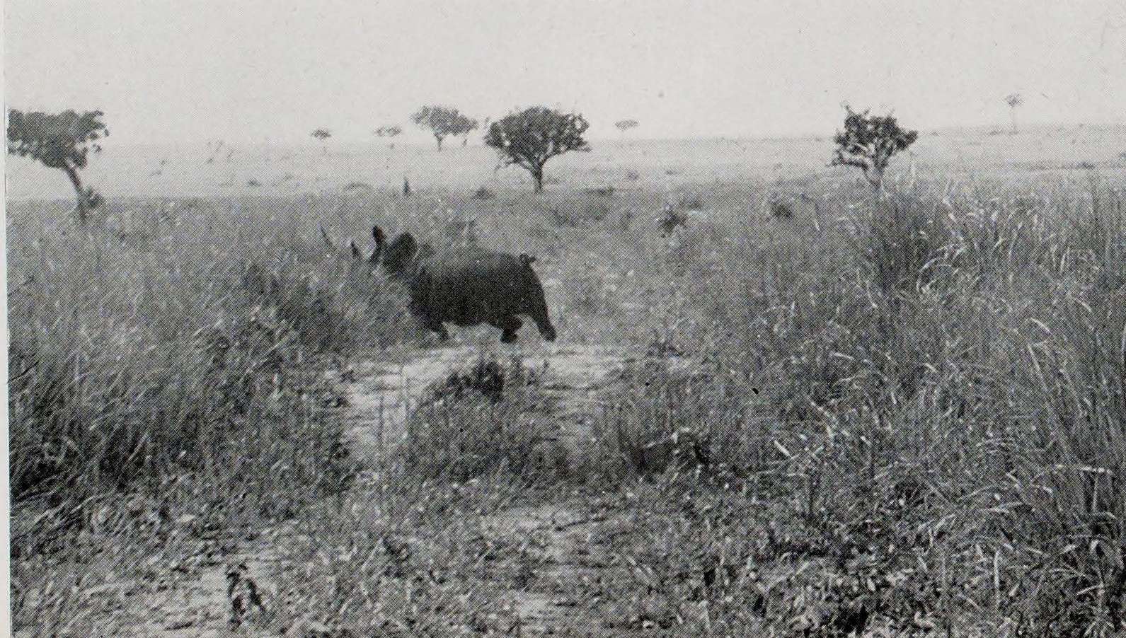 De Saeger 1954 Garamba