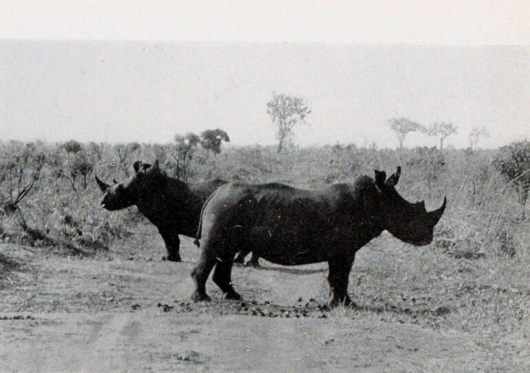 De Saeger 1954 Garamba