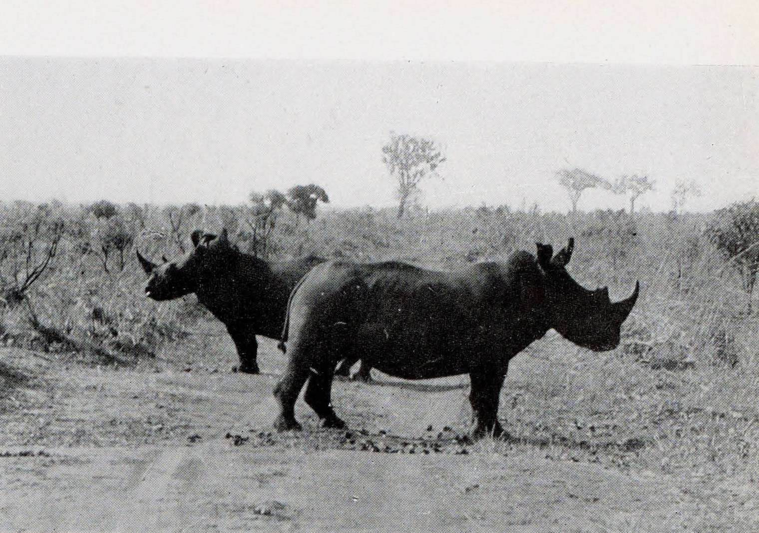 De Saeger 1954 Garamba