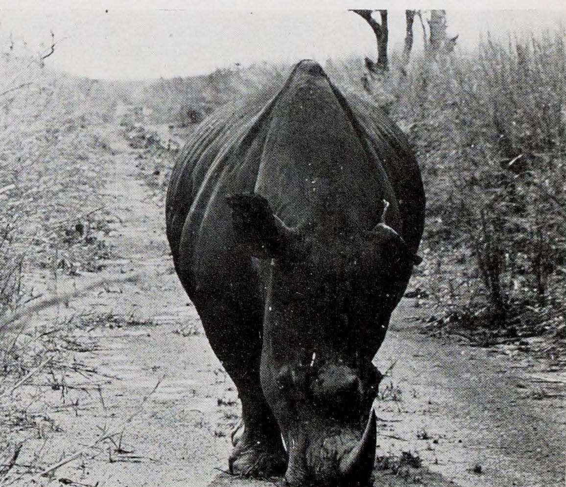 De Saeger 1954 Garamba