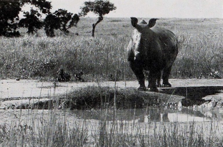 De Saeger 1954 Garamba