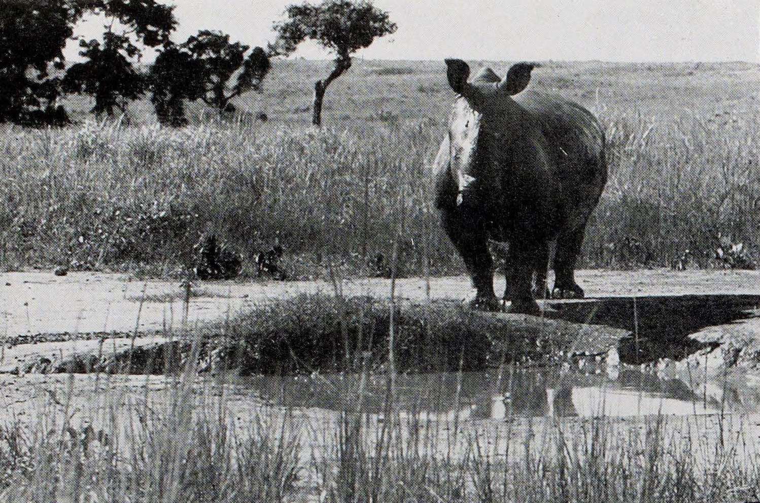 De Saeger 1954 Garamba