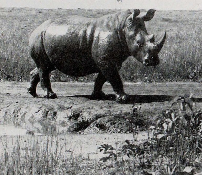 De Saeger 1954 Garamba