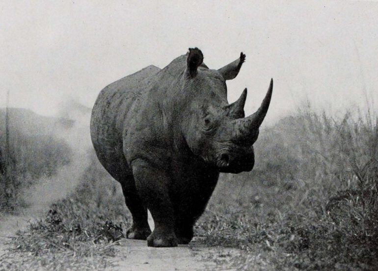 De Saeger 1954 Garamba