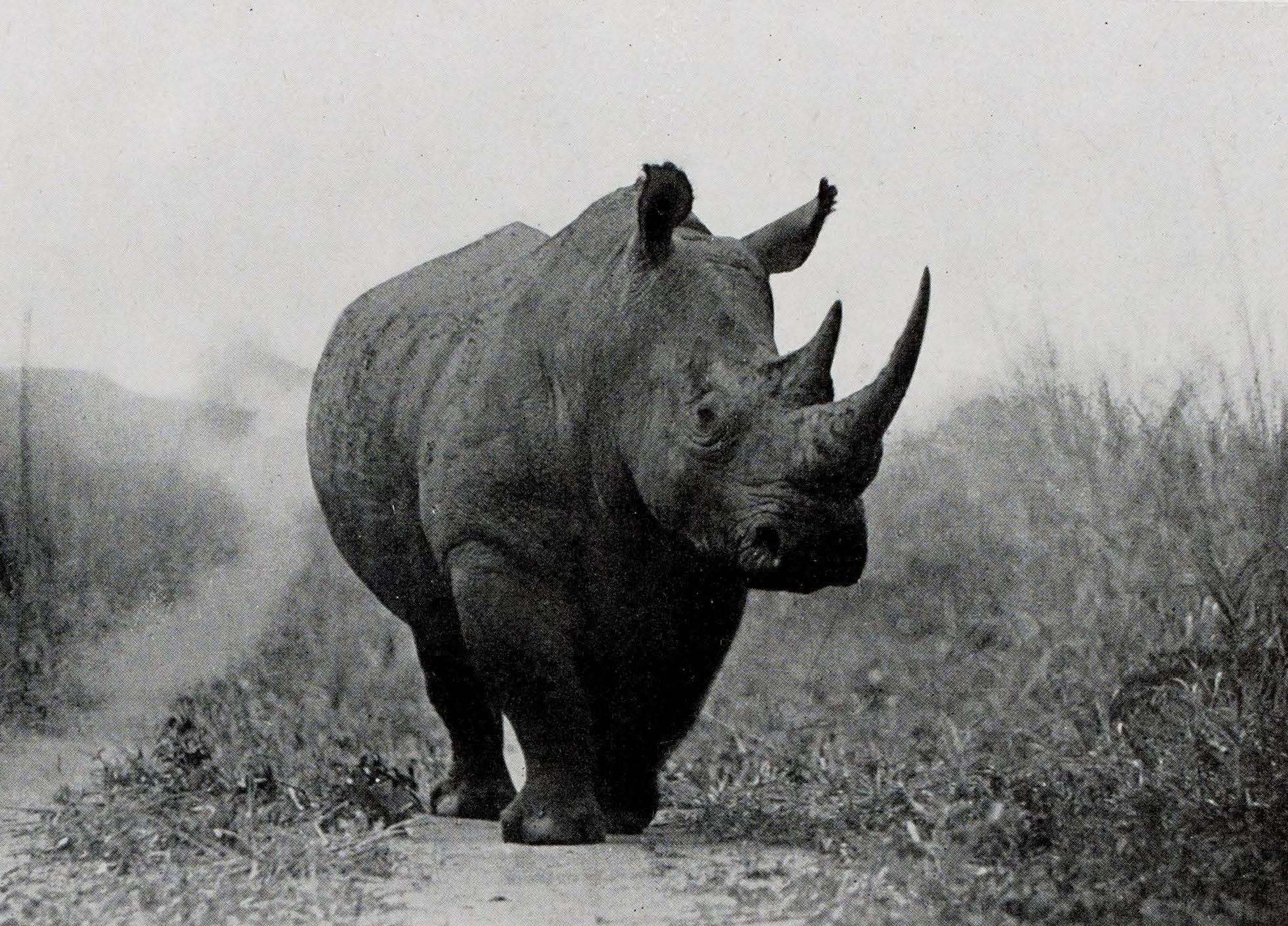 De Saeger 1954 Garamba