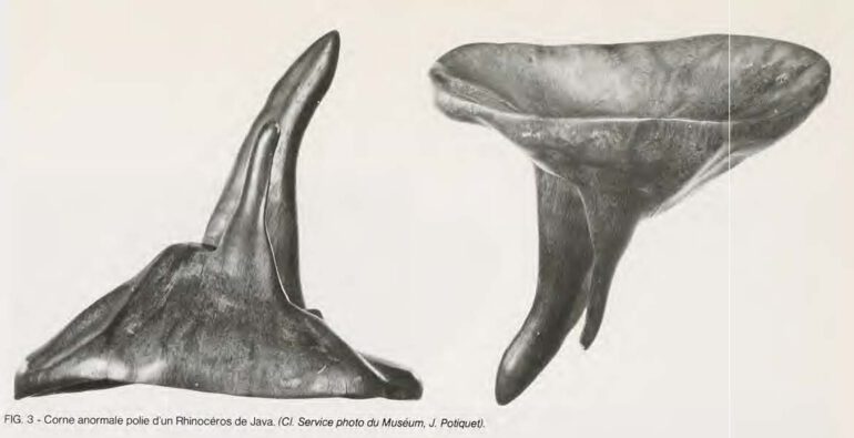 Abnormal rhino horn from Java