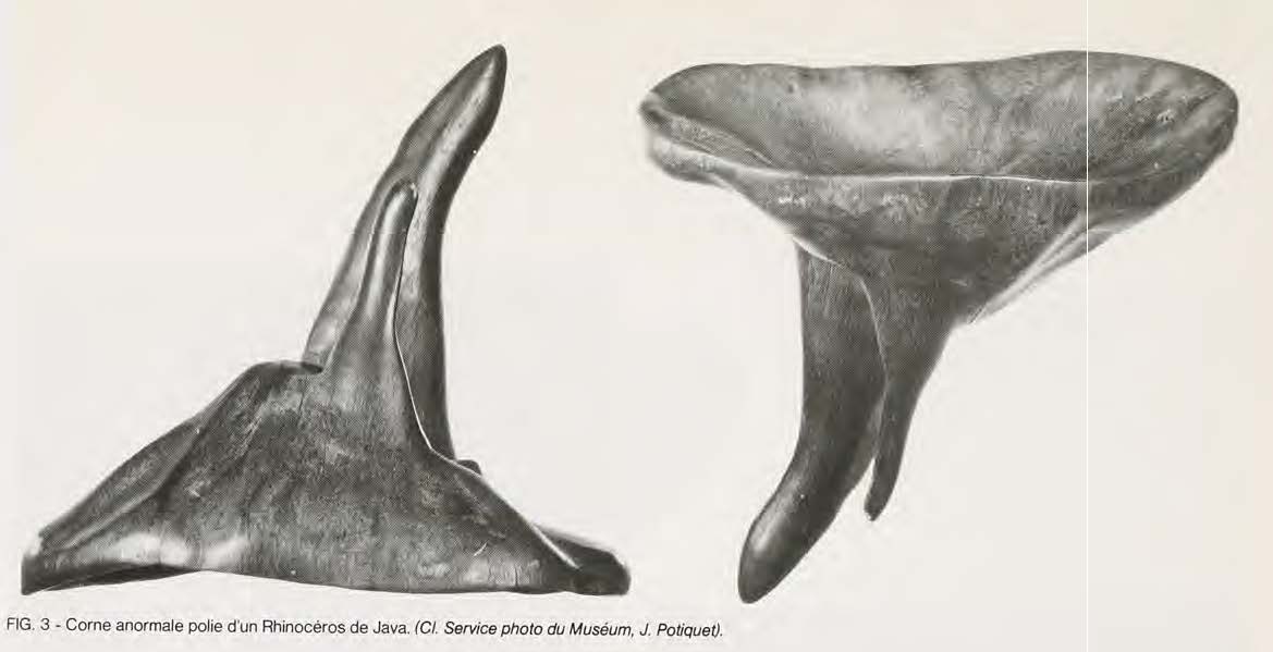 Abnormal rhino horn from Java