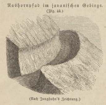 Masius 1862 Rhino path