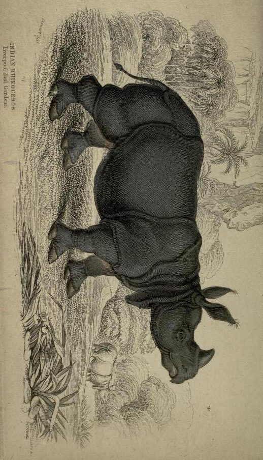 Jardine 1836 Indian Rhino