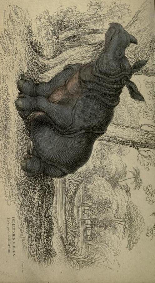 Jardine 1836 Liverpool Rhinoceros
