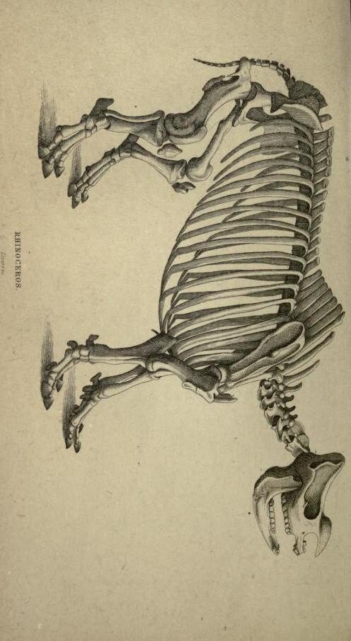Jardine 1836 skeleton