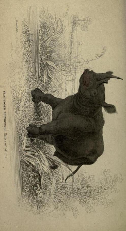 Jardine 1836 White rhino