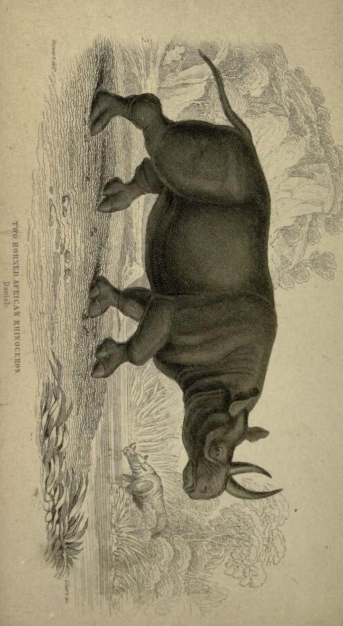 Jardine 1836 black rhino