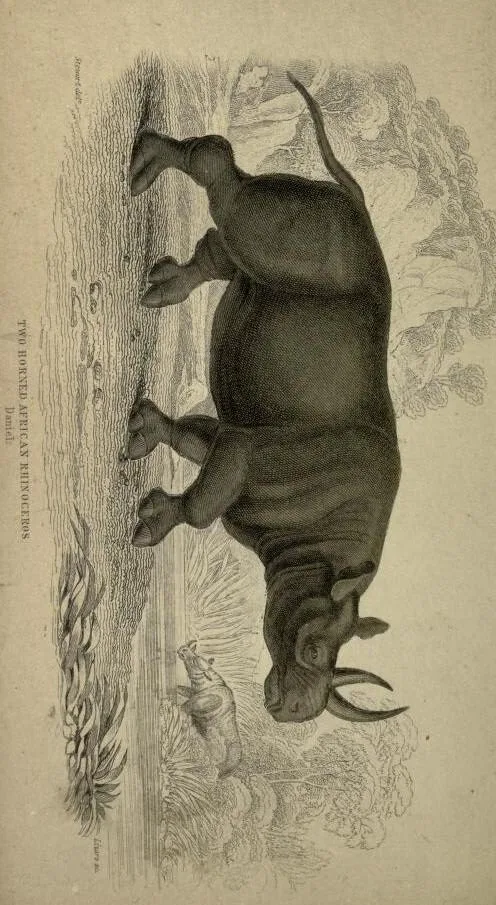 Jardine 1836 black rhino