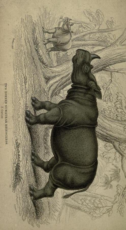 Jardine 1836 Sumatran rhino