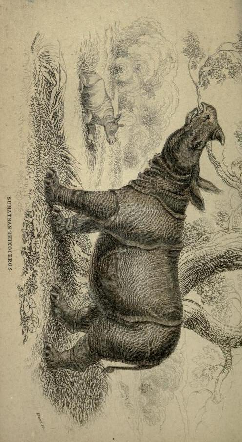 Jardine 1836 Javan rhino